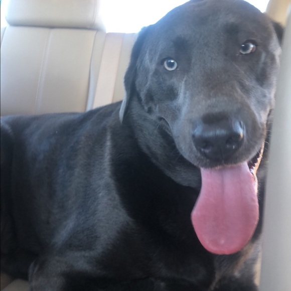 Meet your Posher, Marilyn - Picture 3 of 8